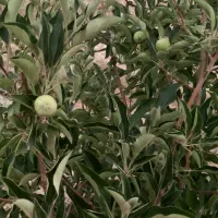۱۵هزارمترباغ و ۲۵هزار متر زمین با آب از چاه ۲۰متری|فروش دفتر صنعتی، کشاورزی، تجاری|تهران, امیرآباد|دیوار