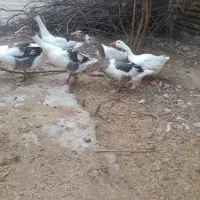 فروش قاز اورگانیک