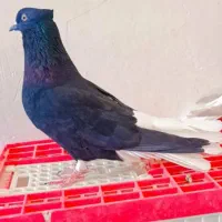 کبوتر دمسفید