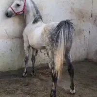 اسب