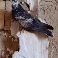 یک جفت کبوتر|پرنده|ابریشم, |دیوار