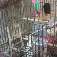 جفت عروس هلندی به همراه قفس و وسایل|پرنده|تهران, تختی|دیوار