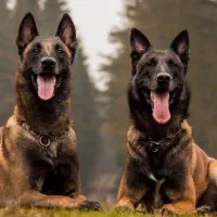 سگ مالینیوز پیدا شده