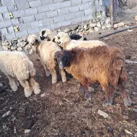 بره ماده ترکی روزگاری توقلی|حیوانات مزرعه|وردشت, |دیوار