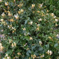 باغچه فروشی یا معاوضه|فروش زمین و ملک کلنگی|شهریار, اسکمان|دیوار