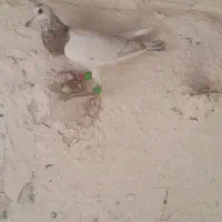 کفترهفرنگ پرنده|پرنده|الوند, |دیوار