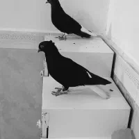 سلام دوستان|پرنده|کرخه, |دیوار