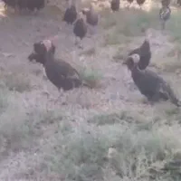 بوقلمون