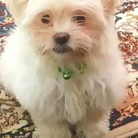 سگ شیتزو عروسکی