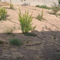 باغچه|فروش زمین و ملک کلنگی|شیراز, بازار|دیوار