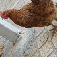 هیلکه