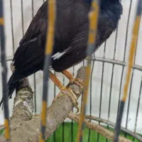 یک عدد مرغ مینا سخنگو