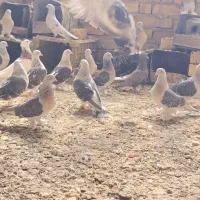 ترکیه ای پرنده ها بیضا هسن