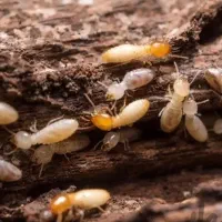 سمپاشی منازل سمپاش سوسک سمپاش موریانه سمپاش ساس