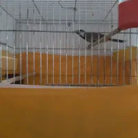 قناری|پرنده|اصفهان, قهاب جنوبی|دیوار