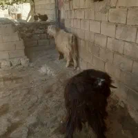 بز نر ساورین|حیوانات مزرعه|چرداول, |دیوار