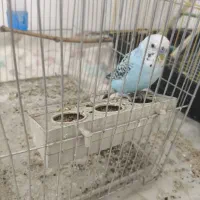 مرغ عشق نر دستی