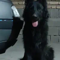 ژرمن|سگ|حاجی آباد, |دیوار