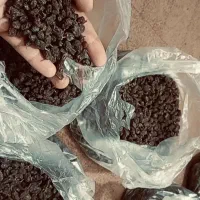 کشمش تمیر پاک شده|خوردنی و آشامیدنی|مراغه, |دیوار