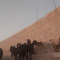 تیشتر هشت ماهه دوقلو زا|حیوانات مزرعه|اهرم, |دیوار