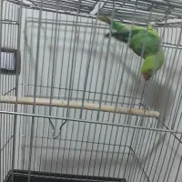 طوطی ملنگو و پایه چرخ داره|پرنده|فولادشهر, مسکن مهر فولادشهر|دیوار