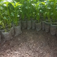 نهال فلفل دلمه حالی