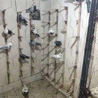 کبوتر نر وماده