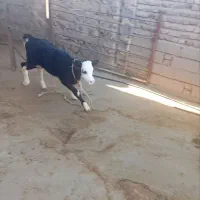 گوساله ماده سیمنتال اصل|حیوانات مزرعه|گیلان غرب, |دیوار