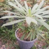 گل وگیاه|گل و گیاه طبیعی|بن, |دیوار