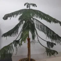 کاج مطبق|گل و گیاه طبیعی|گناباد, |دیوار