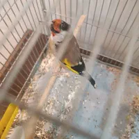 سهره کهنه و پاییزه|پرنده|دورود, |دیوار