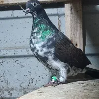 ۲۰ عدد جوجه بام ندیدی به فروش می رسد.