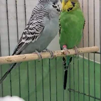 جفت مولد انگلیسی گرید a