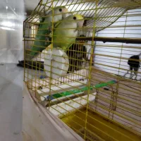 طوطی برزیلی