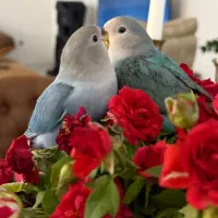 طوطی برزیلی
