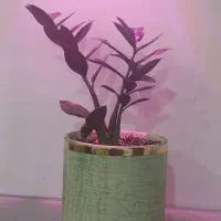 گل وگیاه|حراج|بجنورد, |دیوار