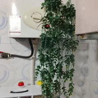 گل شمشاد