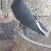 یک جفت دم سفید جوانه پاک|پرنده|فردوس (خراسان), |دیوار