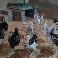 جوجه گلین لری اصل|حیوانات مزرعه|تهران, بازار|دیوار