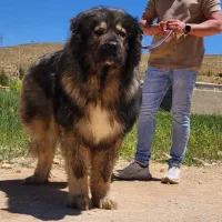 سگ مزرعه اصیل