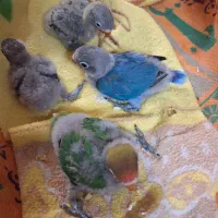 جوجه کوتوله سرلاکی