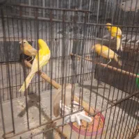 جوجه قناری  ۳ ماه دونه ای ۱۵۰۰|پرنده|ملایر, |دیوار