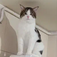 واگذاری گربه بالغ