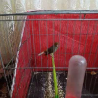 قناری نر و ماده|پرنده|ملایر, |دیوار