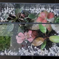 تراریوم بهاران|گل و گیاه طبیعی|اهواز, بهزاد شهر|دیوار
