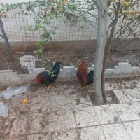 مرغ و خروس محلی یک ساله