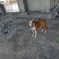 سگ پیت بول|سگ|برخوار, |دیوار