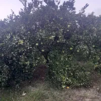 باغ پرتقال|فروش دفتر صنعتی، کشاورزی، تجاری|کیاکلا, |دیوار