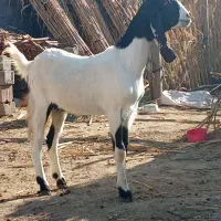 یک راس بز پاکستانی شیشک آبستن به شرط سنو|حیوانات مزرعه|سیمین شهر, |دیوار