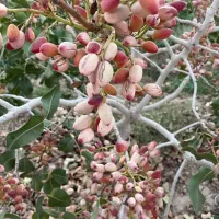 فروش باغ پسته|فروش دفتر صنعتی، کشاورزی، تجاری|تربت‌حیدریه, پائین ولایت|دیوار